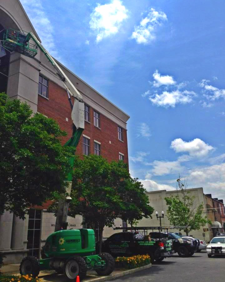 Knoxville Commercial Animal Removal, Wildlife Control